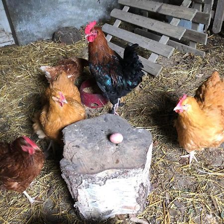 Chambres D'Hotes Manoir Ker-Huella Morlaix Kültér fotó