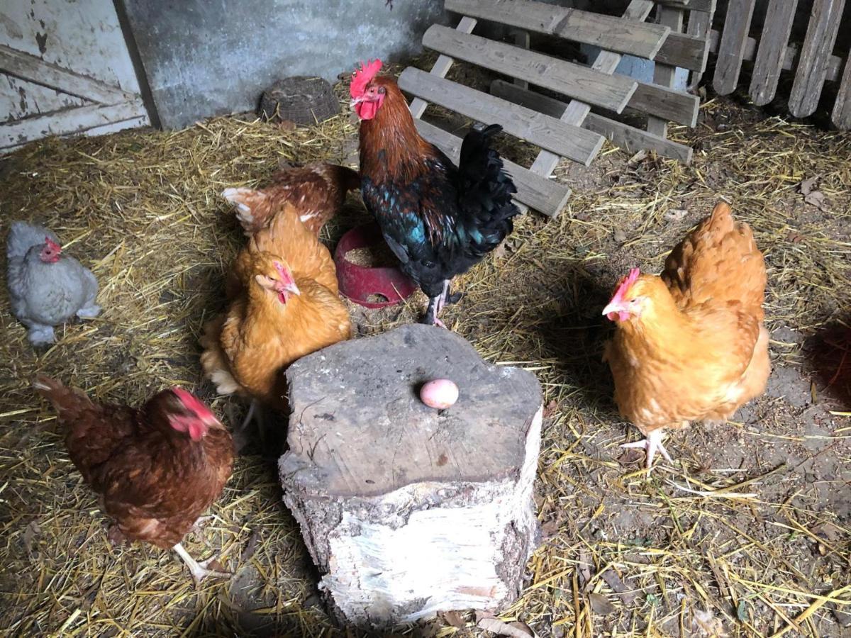 Chambres D'Hotes Manoir Ker-Huella Morlaix Kültér fotó
